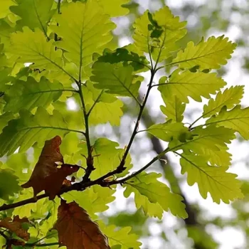 QUERCUS glauca