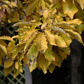 QUERCUS imbricaria
