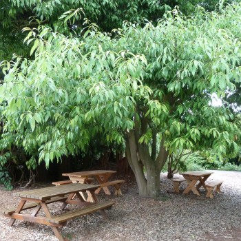 QUERCUS myrsinifolia