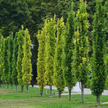 QUERCUS palustris Green Pillar