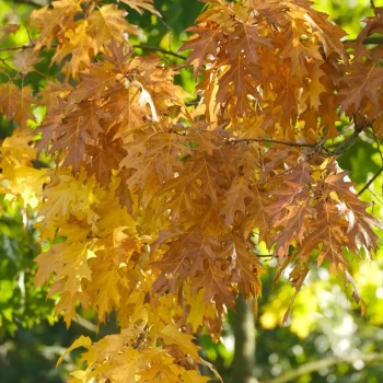QUERCUS phillyreoides