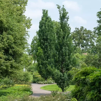 QUERCUS robur Fastigiata Koster