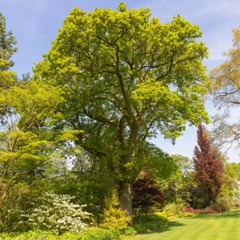 QUERCUS robur
