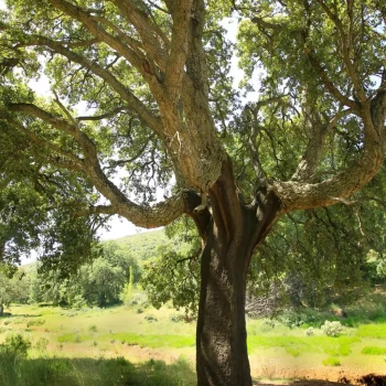 QUERCUS suber