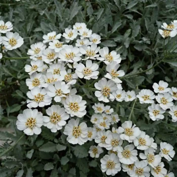 RAPHIOLEPIS umbellata Minor