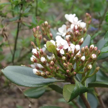 RAPHIOLEPIS umbellata Ovata