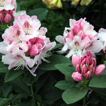 RHODODENDRON x Albert Schweitzer