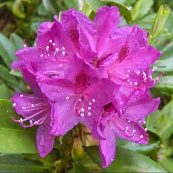RHODODENDRON x Anah Krushke