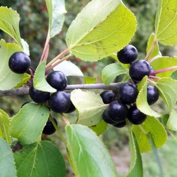 RHAMNUS catharticus