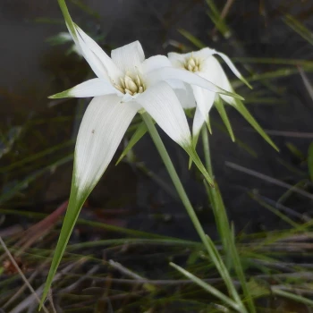 RHYNCHOSPORA colorata