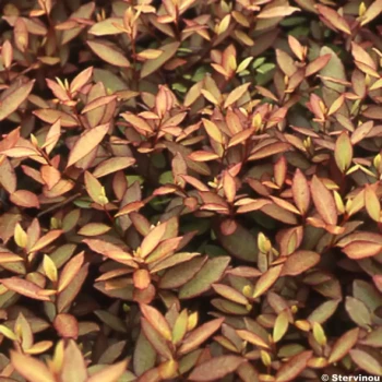 RHYNCOSPORA colorata