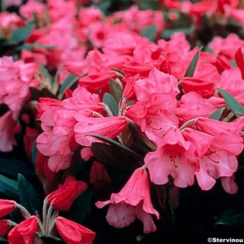 RHODODENDRON x Cunningham's White