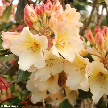 RHODODENDRON x Horizon Monarch