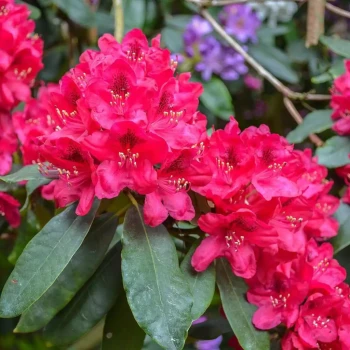 RHODODENDRON x Lord Roberts