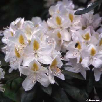 RHODODENDRON x Madame Masson