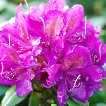 RHODODENDRON x Marcel Ménard