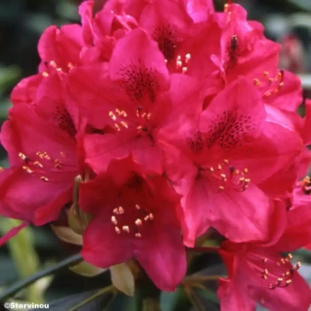 RHODODENDRON x Nova Zembla
