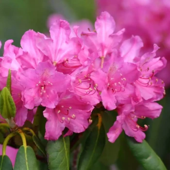 RHODODENDRON ponticum