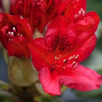 RHODODENDRON x Red Jack