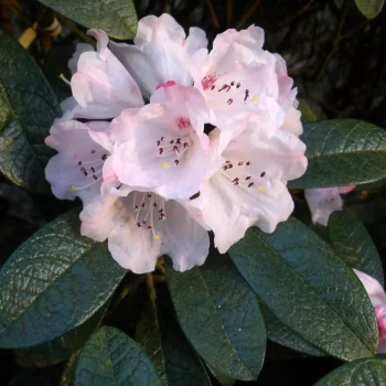 RHODODENDRON x Tortoieshell