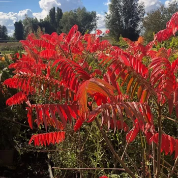 RHUS typhina Dissecta