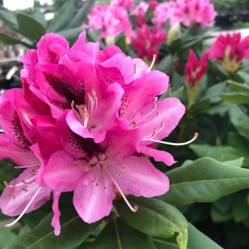 RHODODENDRON x Cosmopolitain