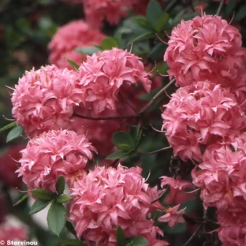 RHODODENDRON x Cunningham's Blush