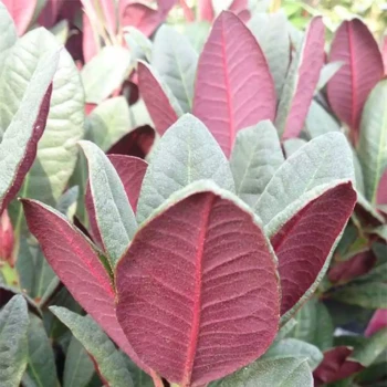 RHODODENDRON x Fenbeyum