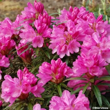 RHODODENDRON x Graziella