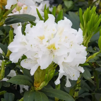 RHODODENDRON x Manon