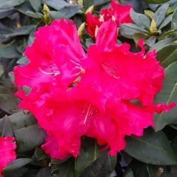 RHODODENDRON x Markeeta's Prize