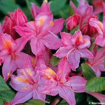 RHODODENDRON x Vulcan's Flame
