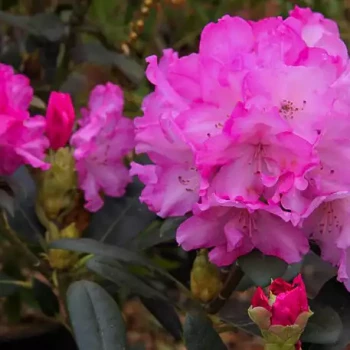 RHODODENDRON yakushimanum Blurettia