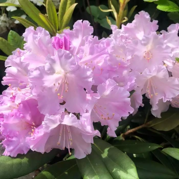 RHODODENDRON yakushimanum Caroline Allbrook