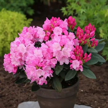 RHODODENDRON yakushimanum Daniel Gelin