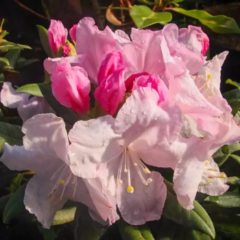 RHODODENDRON yakushimanum Grumpy