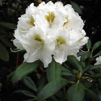 RHODODENDRON yakushimanum Porzellan