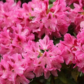 RHODODENDRON yakushimanum Sneezy