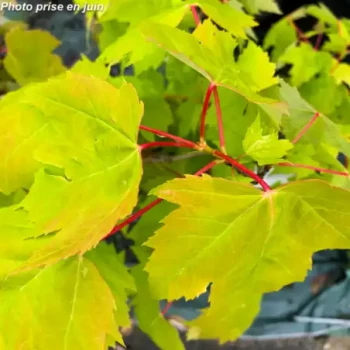 RIBES rubrum Versaillaise Rouge
