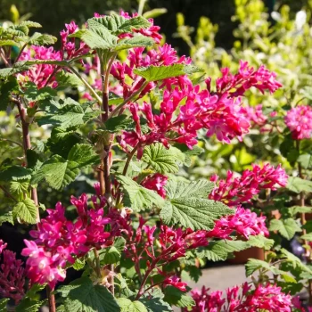 RIBES sanguineum Red Bross