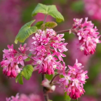 RIBES sanguineum