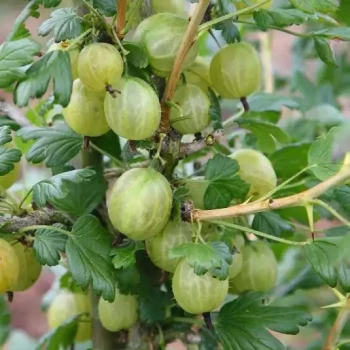 RIBES uva-crispa Rouge