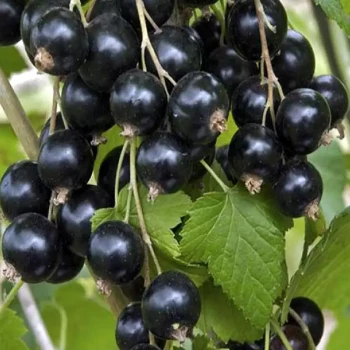 RIBES x nidigrolaria Josta