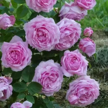 ROSA x André Eve le Jardinier des Roses