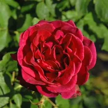 ROSA x La Belle Alsacienne