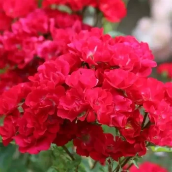 ROSA x La Belle Rouge