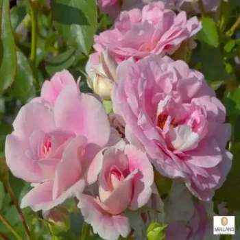 ROSA x Bonica