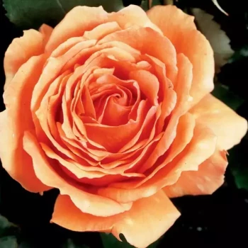 ROSA x Bora Bora