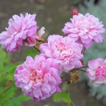ROSA x Bougainville