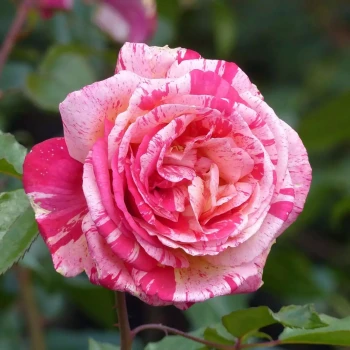 ROSA x Brocéliande